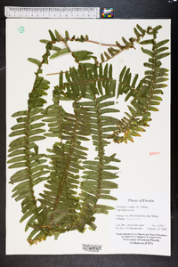 Nephrolepis exaltata image