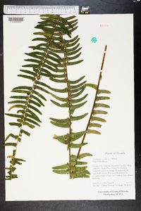 Nephrolepis exaltata image