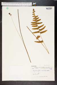 Nephrolepis exaltata image