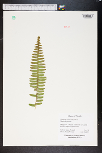 Nephrolepis exaltata image