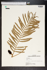 Zamia integrifolia image