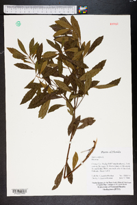 Myrica cerifera image
