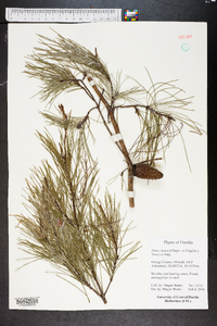 Pinus clausa image