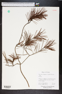 Pinus clausa image