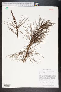 Pinus clausa image