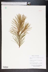 Pinus clausa image