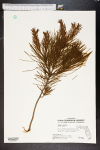 Pinus clausa image