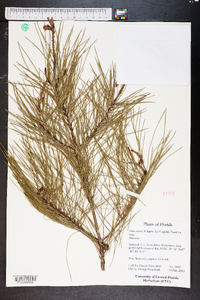 Pinus clausa image