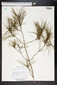 Pinus clausa image