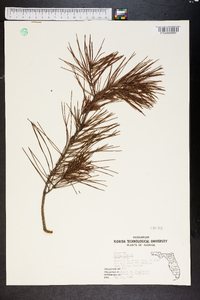 Pinus clausa image