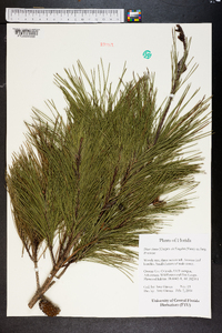 Pinus clausa image