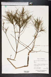 Pinus clausa image