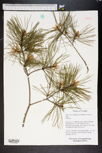 Pinus clausa image