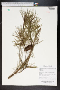 Pinus clausa image