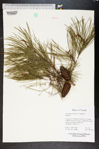 Pinus clausa image