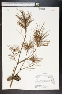 Pinus clausa image