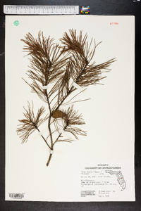 Pinus clausa image