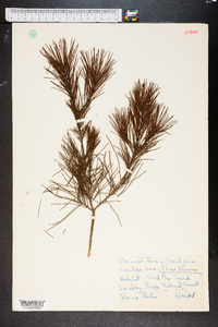 Pinus clausa image