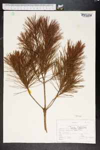 Pinus clausa image