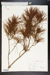 Pinus clausa image