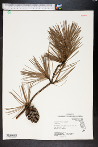 Pinus echinata image