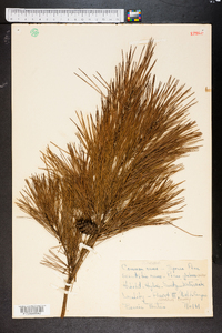 Pinus glabra image