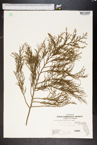 Juniperus silicicola image