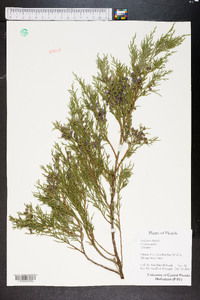 Juniperus silicicola image