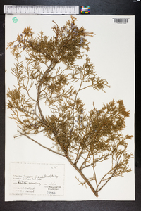 Juniperus silicicola image