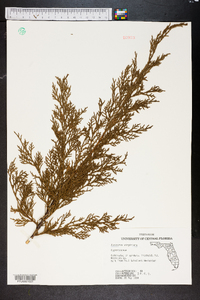 Juniperus silicicola image