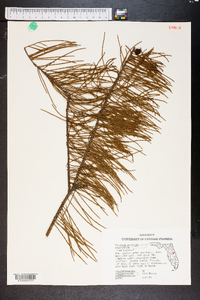 Taxodium ascendens image