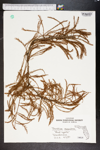 Taxodium ascendens image