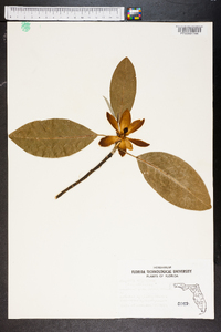 Magnolia virginiana image