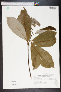 Magnolia virginiana image