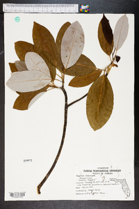 Magnolia virginiana image