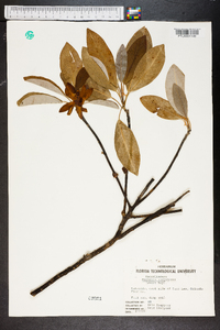 Magnolia virginiana image