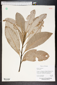 Magnolia virginiana image