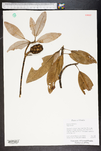 Magnolia virginiana image