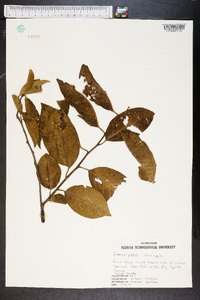 Annona glabra image