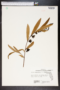 Asimina angustifolia image