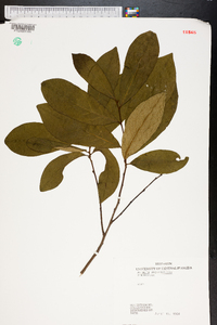 Asimina angustifolia image