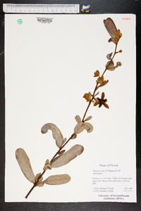 Asimina incana image