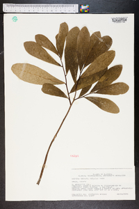 Asimina obovata image