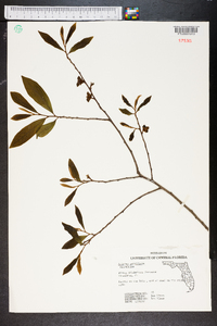 Asimina parviflora image