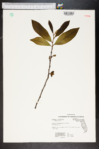 Asimina parviflora image