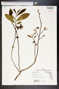 Asimina parviflora image