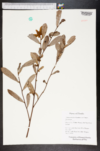 Asimina reticulata image