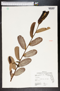 Asimina reticulata image