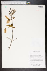 Asimina reticulata image