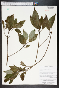 Cinnamomum camphora image